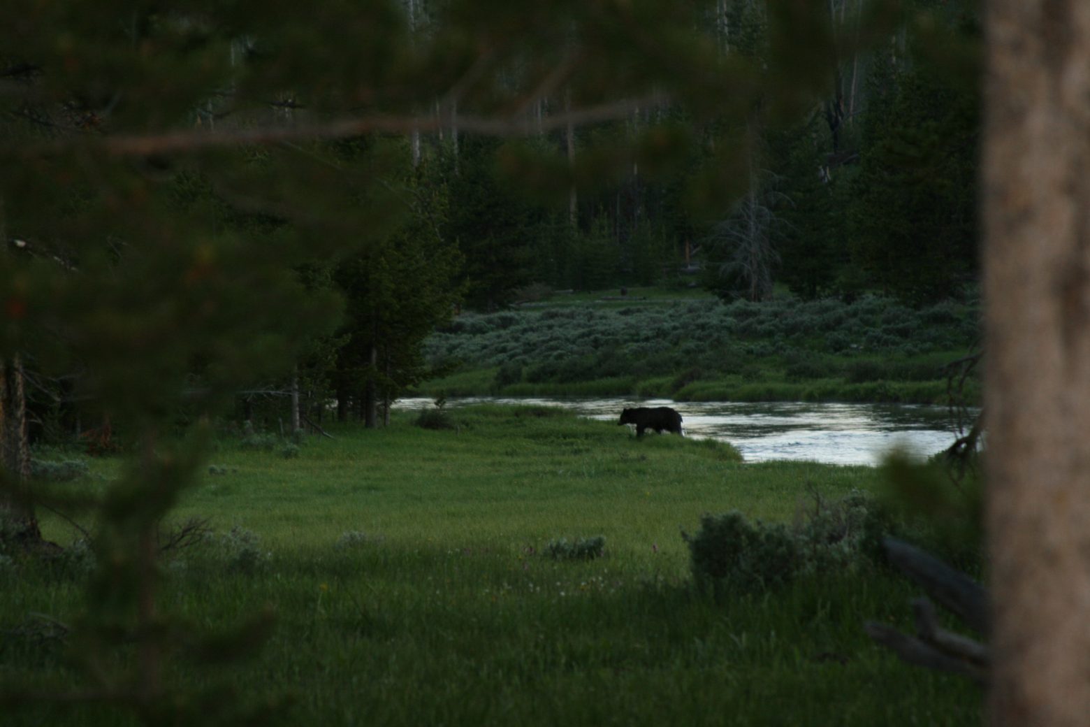 Yellowstone