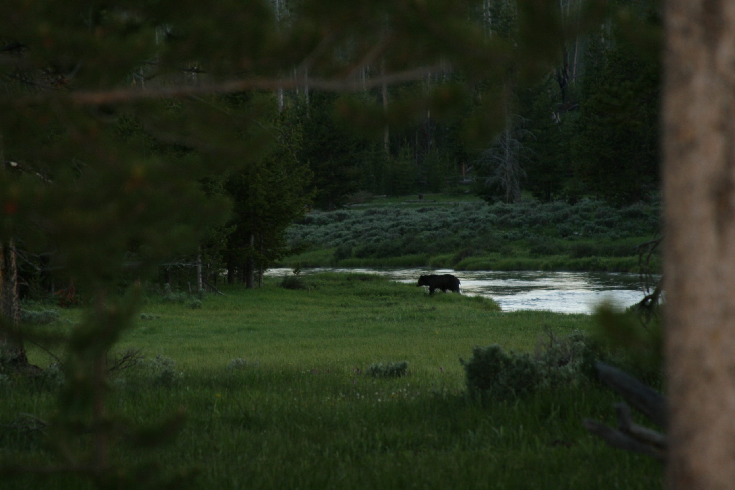 Bear in Yellowstone