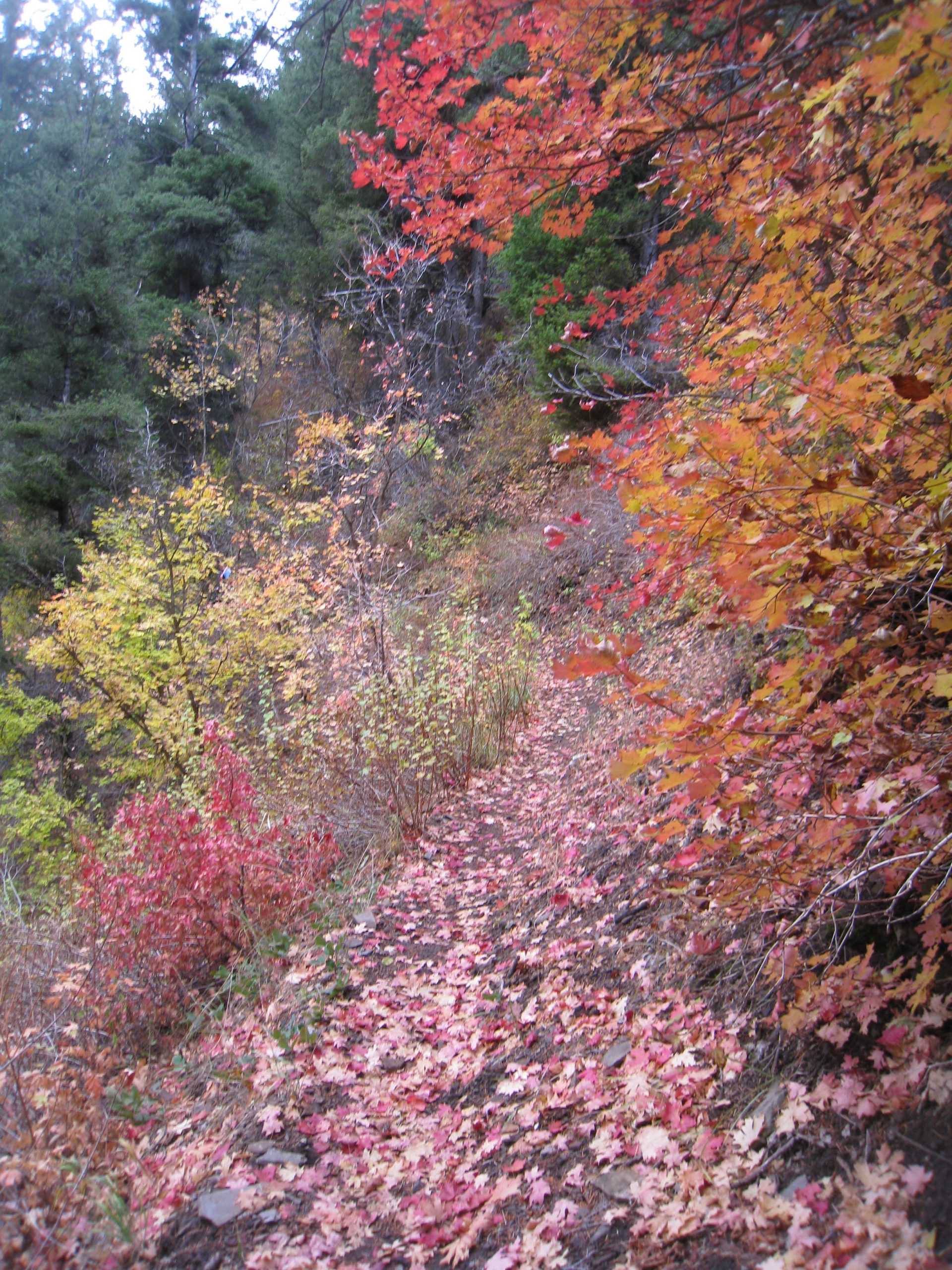 Autumn Leaves on Trail