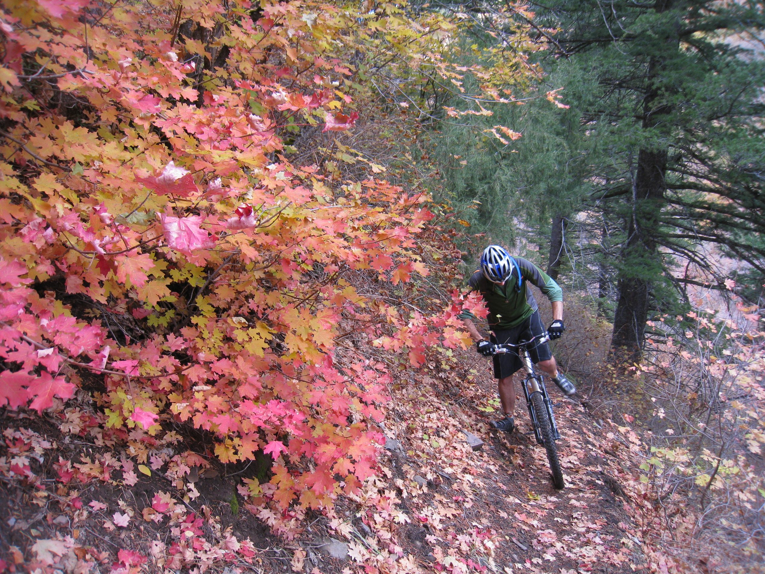 Justin Amongst Autumn Leaves