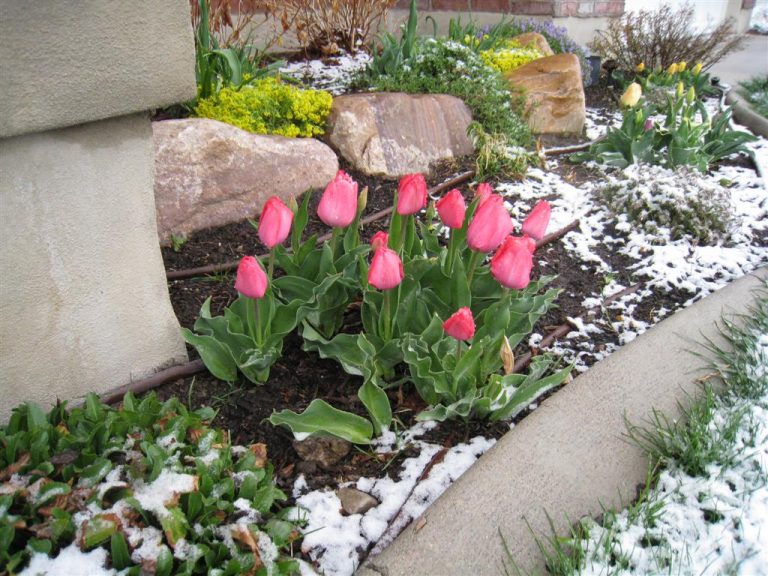 tulips-in-the-snow.jpg